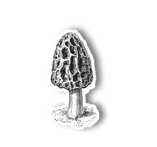 Morel Mushroom Vinyl Sticker